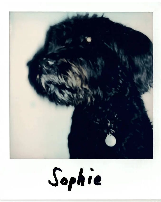 harmony polaroids: Sophie